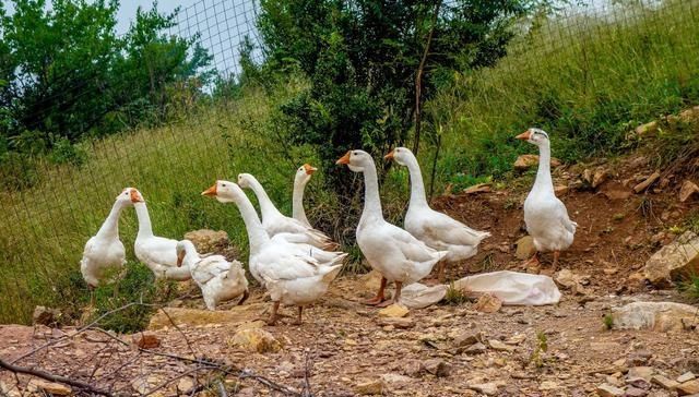  #承包#男子承包百亩荒山，放养土猪、土鸡年入100万，笑称赚钱靠