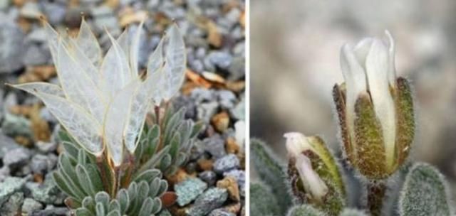  『植物』有时候，花朵也在模仿动物，模仿人类，多有趣啊
