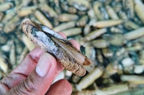 节前东港探海鲜：价格略涨还是便宜，商家说几个节日赚钱平时微利