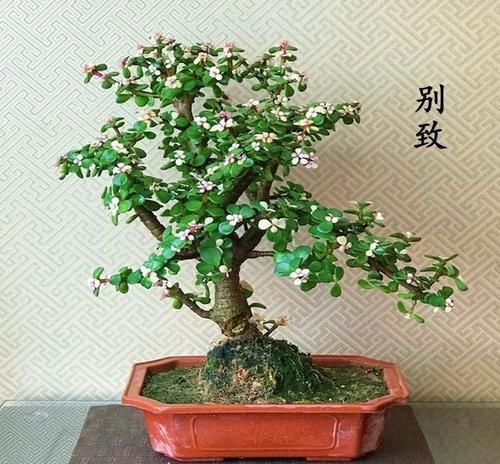  『疏松透气』养一盆金枝玉叶，一剪一扎，轻轻松松，变成值钱的“盆景”
