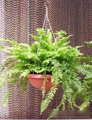 『富足』每天认识一种植物(二十三):肾蕨——你的生活足够富足、美满吗