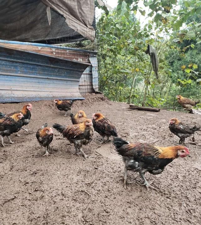 下雨以后@土鸡养殖,预防鸡群踩踏死亡的问题,养殖户需要从场地建设开始