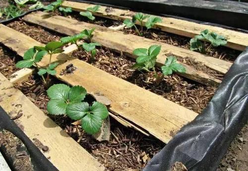  「木托盘」木托盘改造成花架，11个园艺小创意让你养花更轻松