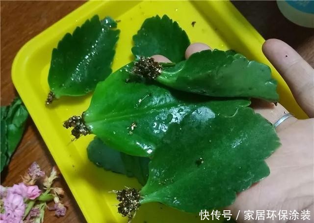 #长寿花#养花技巧:这5种花不用买了,蹭掉的叶子塞盆里,立马又冒一大盆
