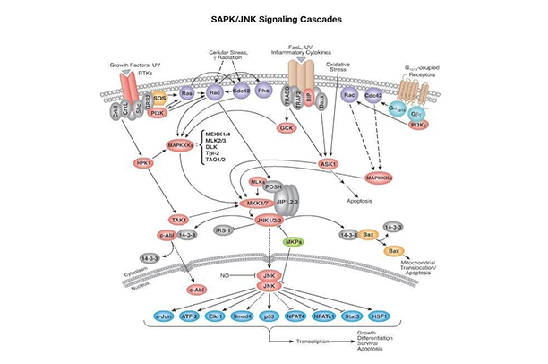 NSAID 引起的胃溃疡 有望用MSC 干细胞治疗