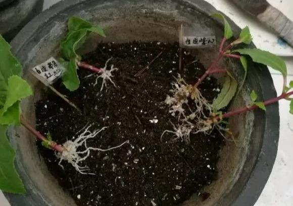 #漂亮#这4种花,一开花就停不下来,漂亮好养,是盆栽佳品!