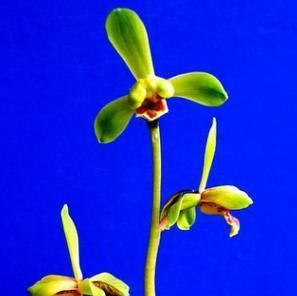  「常见」蕙兰老八种都有谁？除了常见了程梅和大一品，其他六种是什么？
