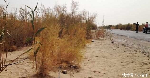  植物|中国最大的沙漠带, 政府花数亿种下大量植物, 如今竟成这个