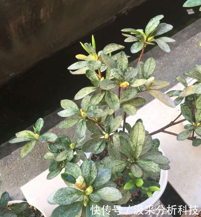  【终于】杜鹃花终于变成了自己讨厌的样子，杜鹃花还有翻盘盛花的机会吗？