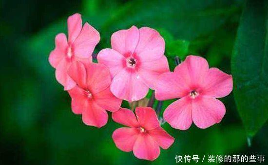 【家里】喜欢在家里养花,就养3种开花美寓意好,花期长能爆盆的好养花