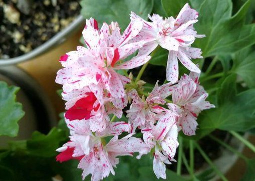  「养花」养花就养艳丽的，花开娇丽轻盈，花色多又艳，内敛美