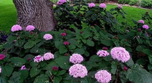  #路旁#农村路旁的一种“野花”，闻起来奇怪，农民被当作杂草扔