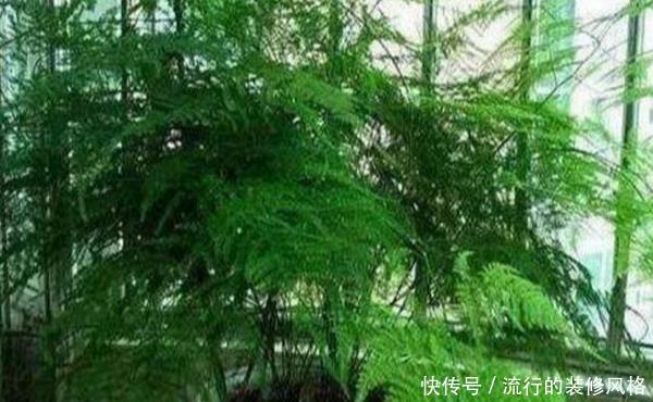  [合适]客厅电视柜养哪些绿植合适？花农都推荐它们，除甲醛一流还招财