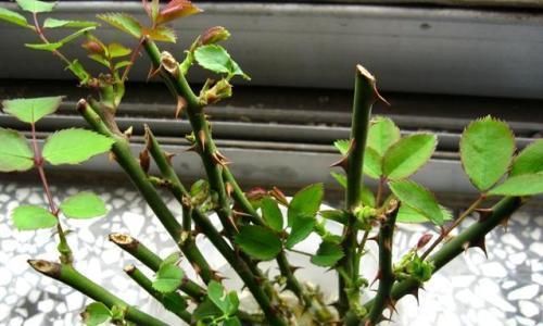  「俏丽」月季花型饱满花色俏丽，学会扦插收获满满，开花成海十分美观