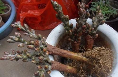  朱顶红：看见这花可别买，忍住，小心被忽悠，花钱买气受！