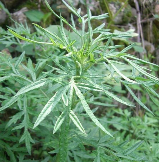  【药草】荒地里一“野草”，农村泛滥成灾，竟是珍贵药草，价值