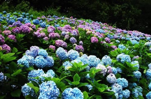  『光照』这5种花，光照越不好长得越旺，相反太阳一晒还枯叶，可好养了！