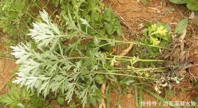 农村一植物长得像艾蒿，价格是荠菜的10倍，被人们誉为草中之王