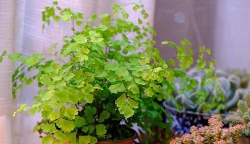  『水培绿萝』这3种植物，非常喜欢水，浇点水就疯长，爆盆没问题