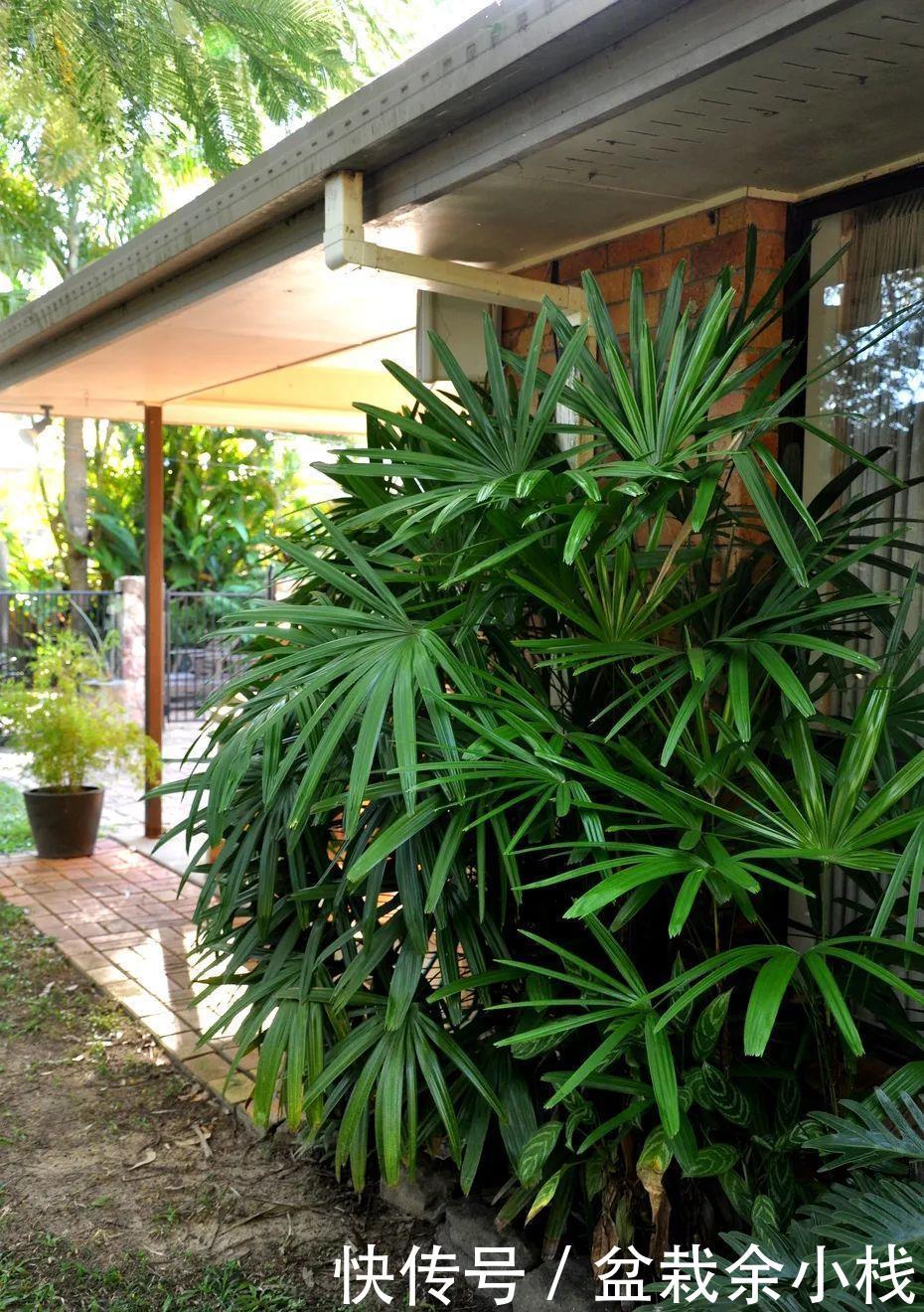  『室内』适合养小盆里的棕榈植物，具热带风情的棕竹，可增加室内氧气含量