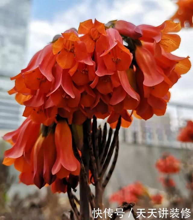  [图片作者]15种超级好养的花，不死鸟居然不是第一，“养花杀手”们试一试吧