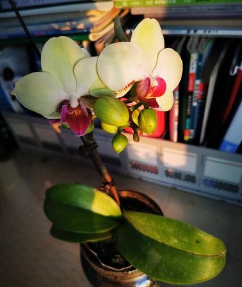  『摆在』养盆蝴蝶兰，摆在茶几上，花开一大串，花期2个月，超漂亮