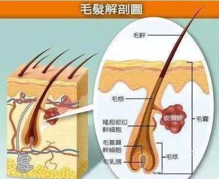  「养发馆」为什么人到中年，头发就飞走了？看看怎样“把根留住”！