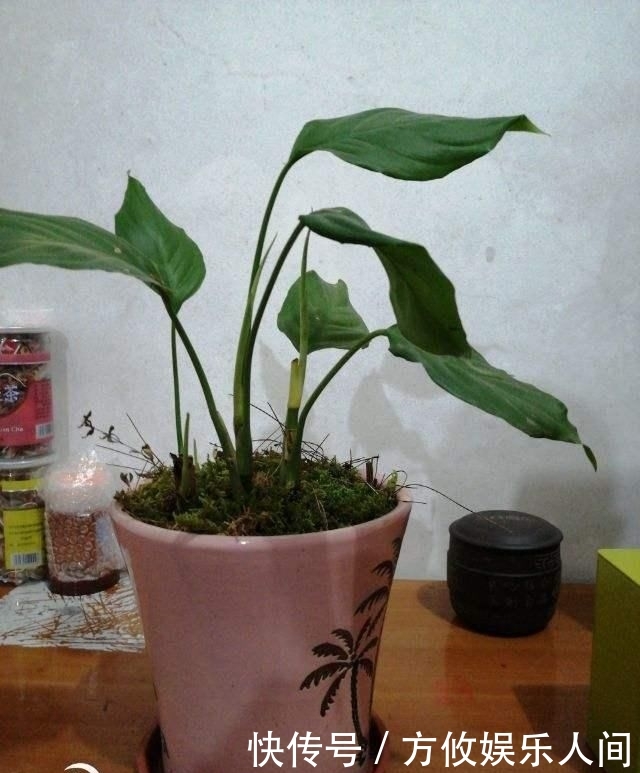 『寓意』这花寓意万事如意,采光不好也能养,长得可好了!