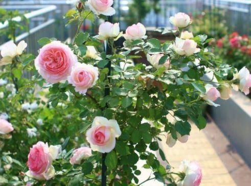  [家养]家养此款花卉，开花勤爱爆盆，花朵硕大花期长，一开就是300天