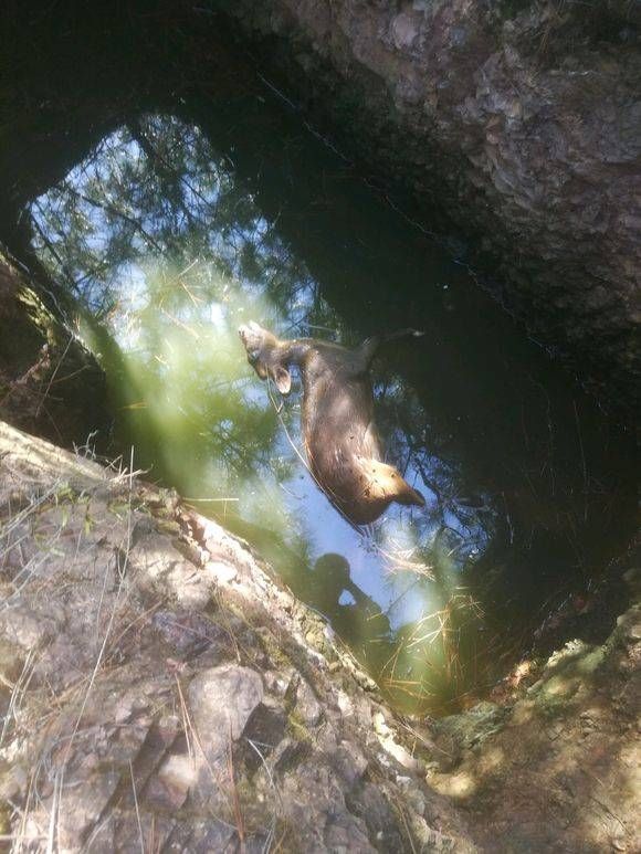 『钓友』钓友深潭中发现野物落水,网友:里面“阴气”太重没有鱼