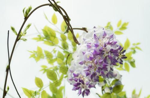  种植：紫藤花为长寿树种，民间极喜种植，成年的植株茎蔓蜿蜒屈曲