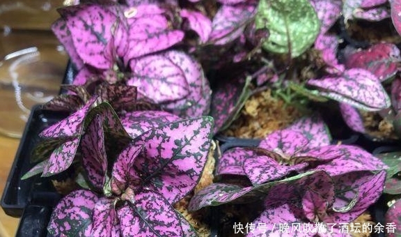 究竟:风靡一时的网纹草,究竟该怎样种植呢?