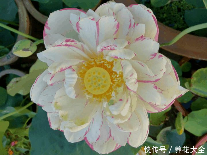 这3种花,家里要是有1棵,给多少钱都不卖!