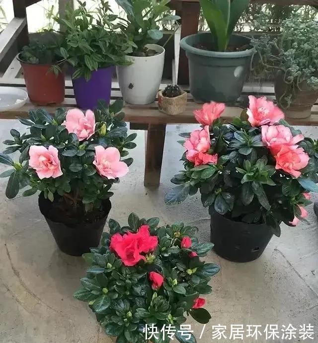 杜鹃花|杜鹃花这样养,不掉叶不落蕾,花开一波又一波,来年继续开