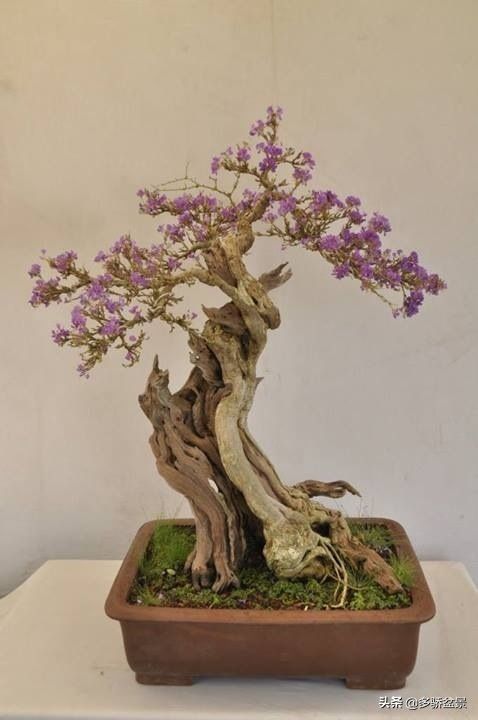 盆景欣赏:精品盆景稀少难得，怡情养性得真知，怀抱一盆胜山珍