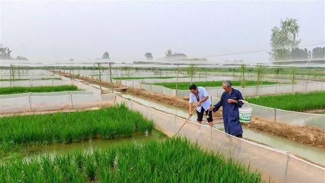 稻田养黑斑蛙，一公斤卖到40元