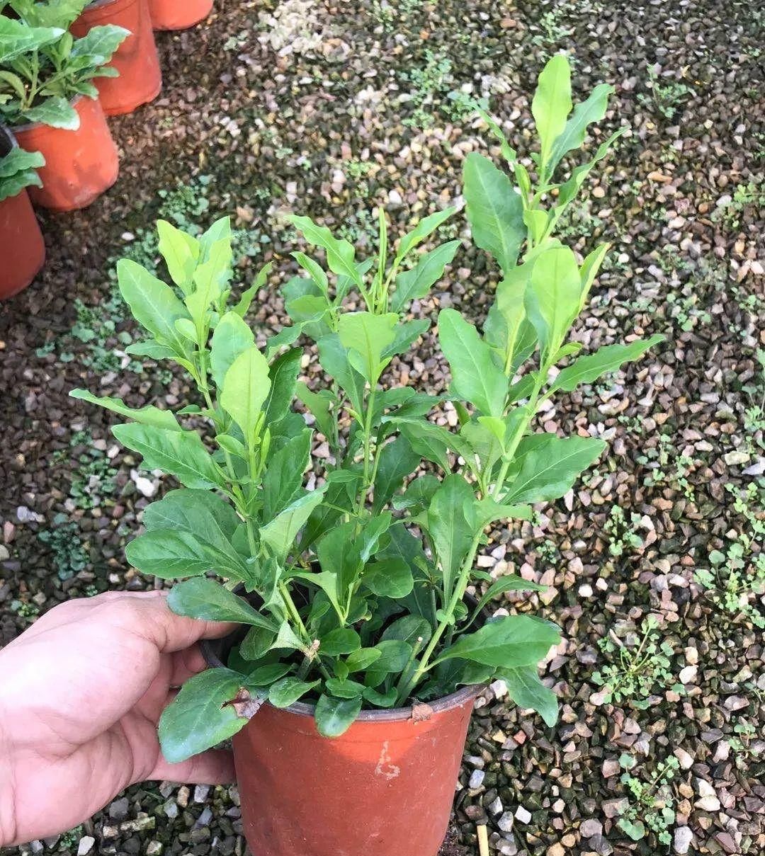  蓝雪■这花春天长最快，俩月爬满一面墙，从3月开到11月！