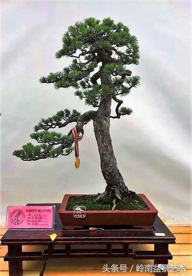 松树盆景，怎样才能算上品？