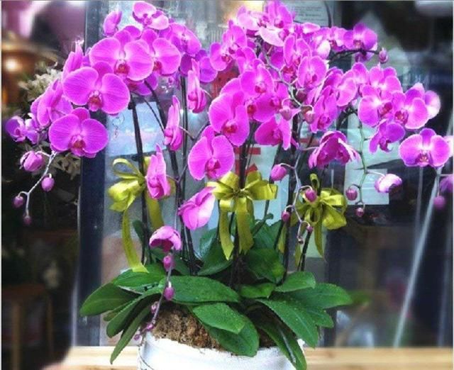 【着非常好】这些花快让家里买!摆在家里大吉大利,活力无限,还有品味!