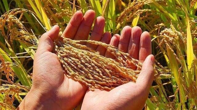 农民朋友，别再喊提高粮价了，只要这个提高了，粮食免费都行