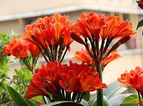  百花齐放■喜欢玫瑰，不如养盆“珍品菊花”树菊，百花齐放，争奇斗艳！