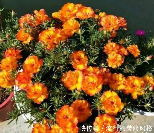  『剪枝』4种盆栽花，“剪枝越狠”开花越容易爆，家里有的话现在就剪