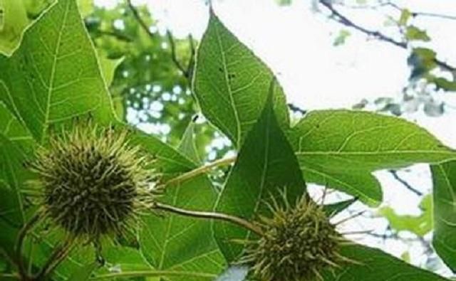  木材|这棵树在农村很常见，树高郁葱葱，农民是无用的木材时，不知道果实是宝贝