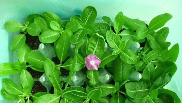  『枝繁叶茂』养四季梅这样修剪一下，开花多四倍，枝繁叶茂，一盆种出很多盆