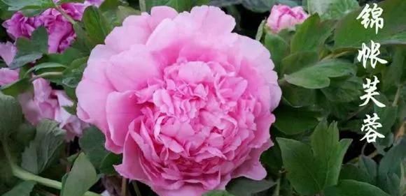  『牡丹』芍药和牡丹的区别图,看懂图就能轻松区分出来!