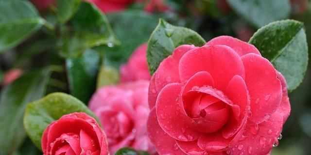  『时间』买带花苞的茶花，有一点要注意，否则很难养活！