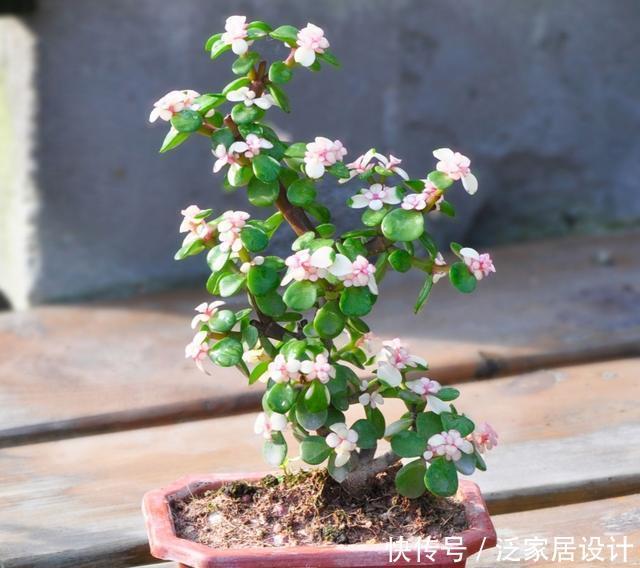阳光充足|养盆金枝玉叶,做好这几点,也能打造成潇洒飘逸的小盆景