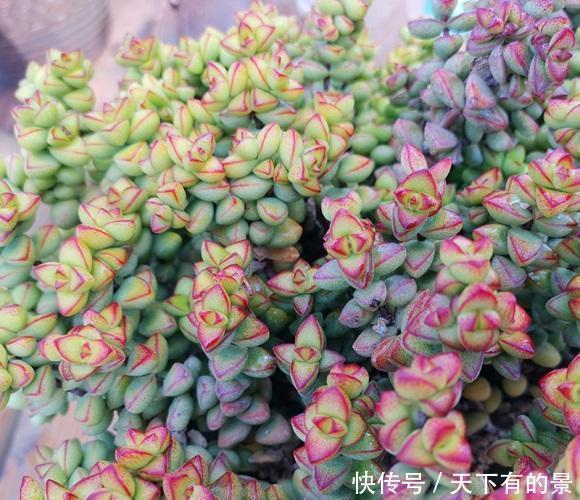 好处|多肉“全日照”养护,有哪些好处?4大好处,丑小鸭变白天鹅
