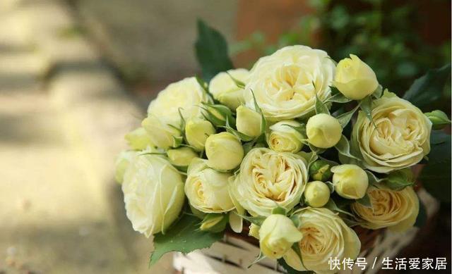  [家里]喜欢在家里养花，不妨养盆小花，花朵玲珑可爱，颜色鲜艳丰富