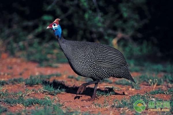  「克星」这种宴席上的高档肉禽，养殖前景可观，可治蝗，被称为